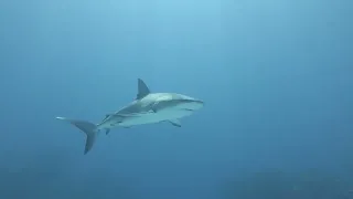 Scuba Dive Half Moon Caye Belize Caribbean Reef Shark Swim by February 24, 2024