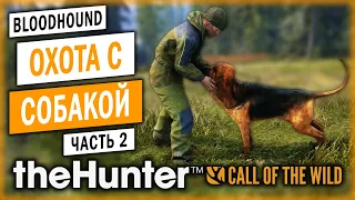 theHunter Call of the Wild #2 🐶 - Охота с Ружьем Без Оптики - Охота с Собакой (2021)