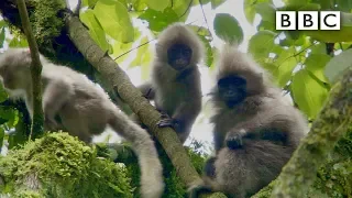 Learn to discover adorable baby primates like these | Primates - BBC