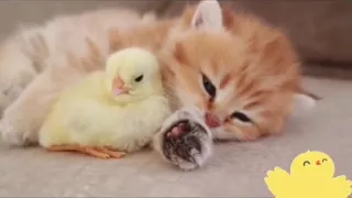 Котики и милые котята) Самое милое видео в мире