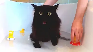 Кот чуть не утонул в ванной! Моя кошка боится воды! Плавание! Catsaurus