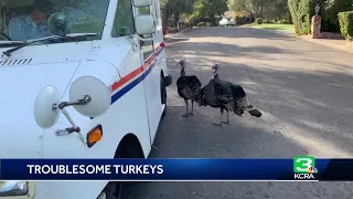 Wild turkey beaten to death by postal worker, witnesses say