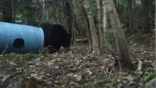 Maine Black Bear Hunt