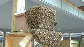 Techniques used to successfully bait a swarm trap.