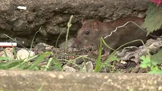 'Rat czar' in Boston? City council president proposes new position