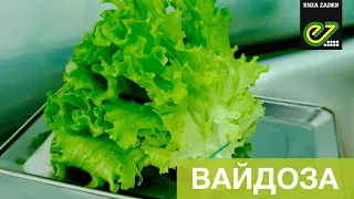 Вайдоза – новий швидкорослий сорт салату типу Батавія