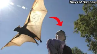 Human sized Bat that could eat Humans goes viral | Flying Fox