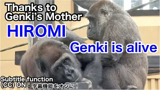 Genki came back to life thanks to her mother Hiromi.No exaggeration.| Gorilla｜Momotaro family
