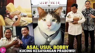 SATU-SATUNYA KUCING MASUK ISTANA NEGARA? Intip Keunikan Bobby Kertanegara Kucing Kesayangan Prabowo