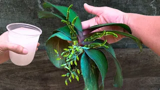 Magical water revives orchid roots and leaves instantly and easily