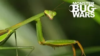 When Mantises Attack #1 - MONSTER BUG WARS
