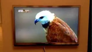 "Да чтоб его разорвало блин!" - Animal planet