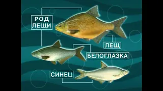 Какие рыбы вместе с Лещом — Abramis brama ранее входили в род Европейские лещи (Breams) — Abramis ?