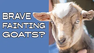 Bill & Ted: The Bravest Fainting Goats Around