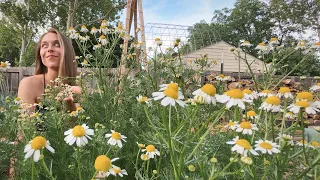 May 2022 Backyard Garden Tour 🌼 My Mini Backyard Homestead! Kansas - Zone 6b