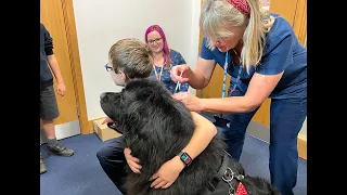 Beau the Vaccine Dog - BBC Points West - 10th November 2022