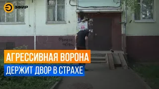 Ворона нападает на жителей одного из казанских дворов