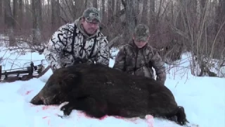 Wild Boar Bowhunt in Sask with Recurve