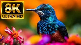 SMALL BIRDS - 8K HDR 60FPS DOLBY VISION - With Nature Sounds (Colorfully Dynamic)