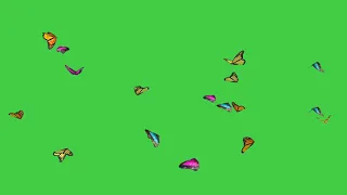 Butterfly Green Screen