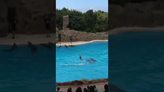 Dolphin Show  in Loro Park (2) - #Shorts