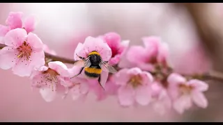 Vivaldi All Seasons (34m): Beautiful Views of Nature in 4K (Ultra HD)