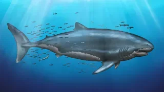 What Did Megalodon Really Look Like?