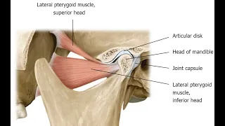 Two Minutes of Anatomy: Lateral Pterygoid and Medial Pterygoid Muscles