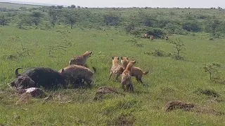 Hyenas frightened at the sight of a male lion