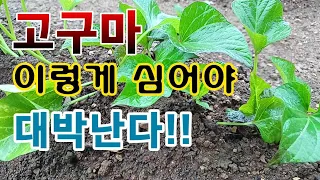 [텃밭농부. 1,046]  고구마 이렇게 심어야 대박난다! 고구마재배 #수평심기