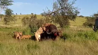 Lions hunted a buffalo