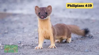 Weasels' Guide To Life: Uncovering Their Spiritual And Practical Lessons | Divine Designs