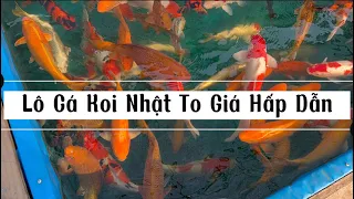 Cá Nhật Nuôi Vỗ Ao Bùn - Phân Khúc Cá Koi Cực Hot Với Tầm Giá Dễ Chịu