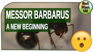 MESSOR BARBARUS A NEW BEGINNING 😄😊