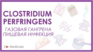 Причина газовой гангрены и пищевых отравлений - Клостридия: патогенез, симптомы, лечение