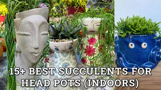 Best Succulents For Indoor Head Pots/ Succulents That Look Like Hair