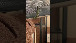 Monarch caterpillar forming its chrysalis (real time)