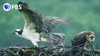 Osprey Chicks Learn to Fly