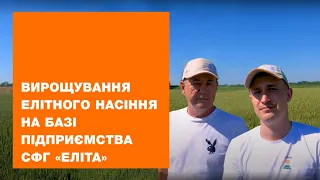 Вирощування Елітного насіння на базі підприємства СФГ «Еліта» | VLOG #10