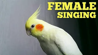 Female Cockatiel SINGING To Complain 🌹 Female Cockatiel Noises