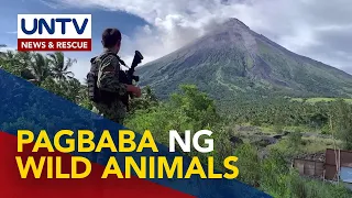 Pagbaba ng mababangis na hayop sa gubat ng Mt. Mayon, pinangangambahan na