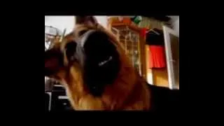 Funny Animal Videos Compilation August 2014 # 4