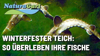 Gartenteiche im Winter, wie überwintern Fische