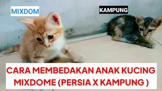 Perbedaan Kucing Mixdom (persia) Dan Kucing Kampung