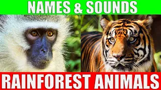 RAINFOREST ANIMALS Names and Sounds to Learn for Kids, Preschoolers and Kindergarten