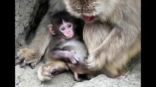 Baby monkey staring here