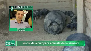 Riscul de cumpăra animale de la samsari 27 03 2024