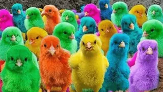 Colorful Chickens, World Cute Chickens, Rainbows Chickens, Cute Ducks, Cat, Rabbit, Cute Animals 🐤🦢