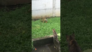 Cat vs Iguana Costa Rica