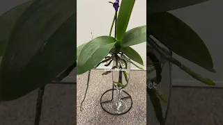 Orchid plant propagation in water #plantcare #orchids #waterplants #hydroponics